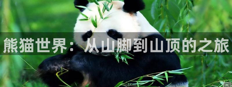 nba直播免费观看黑白：熊猫世界：从山脚到山顶的之旅