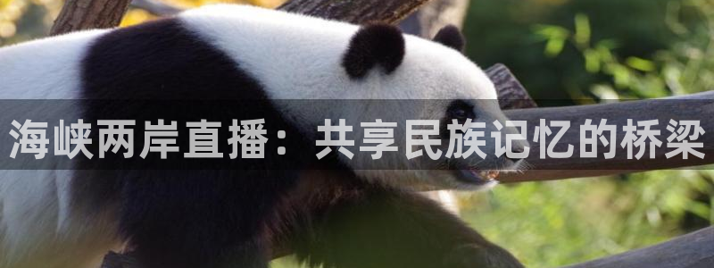 黑白体育nba在线直播观看：海峡两岸直播：共享民族记忆的桥梁